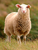 f�r = sheep