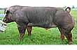 galt = boar