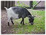 get = goat