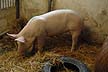 gris = pig, hog