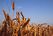 gr�da = crop