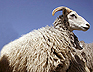 gumse = ram