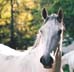 h�st = horse