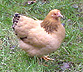 h�na = hen