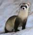 jaktiller = ferret