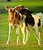 kalv = calf