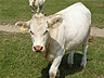 kviga = heifer