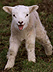 lamm = lamb