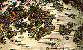 n�ver = birch bark