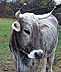 ox = ox