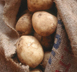 potatis = potato