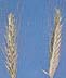 r�g = rye