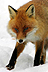 r�v = fox