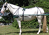 sele = harness