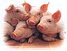 sp�dgris = piglet