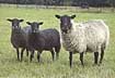tacka = ewe