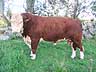 tjur = bull