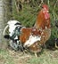 tupp = rooster