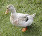 anka = duck