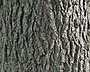 bark = bark
