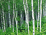 bj�rk = birch