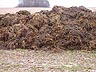 g�dsel = manure
