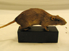 r�tta = rat