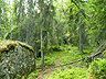 skog = forest