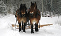 sn�plog = snowplow