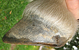hov = hoof