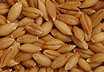 korn = barley
