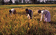 upptaga = harvest, take up