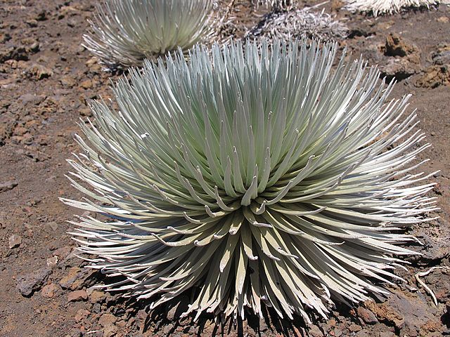 Silversword Silversword