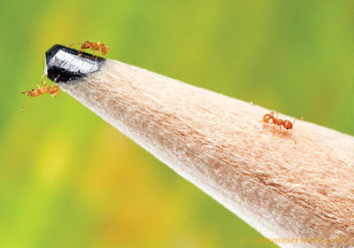 Little fire ants (lfa) Little fire ants (lfa)