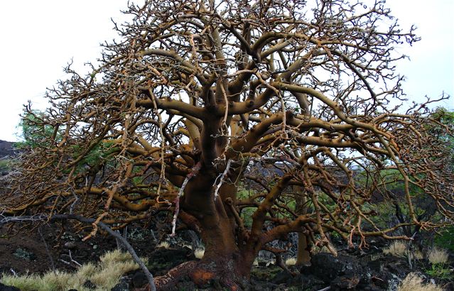 Ancient wiliwili Ancient wiliwili