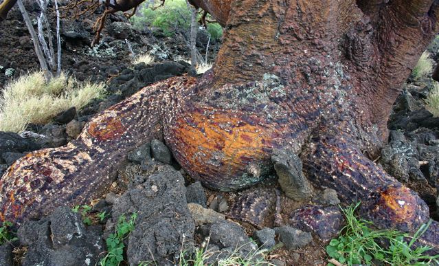 Ancient wiliwili Ancient wiliwili