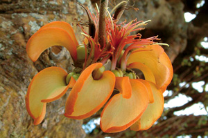 Ancient wiliwili blossom Ancient wiliwili blossom