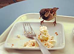 Sparrow shares food Sparrow shares food