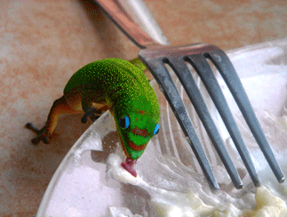 Gecko shares food Gecko shares food