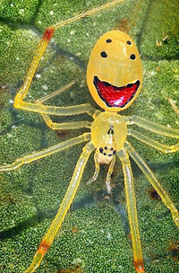 Hawaii happy face spider