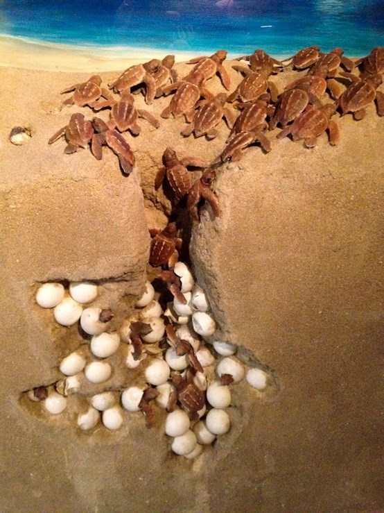 Hatching sea turtles Hatching sea turtles