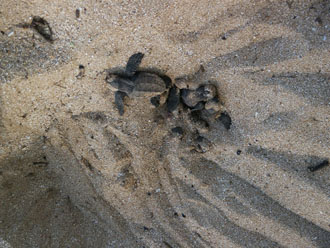 More body parts emerge More body parts emerge