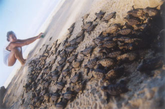 More surges More surges