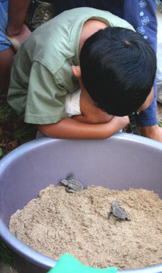 A few hatchlings stuck in nest A few hatchlings stuck in nest