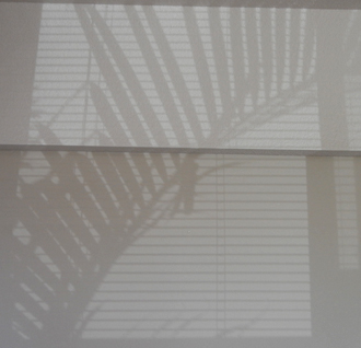 Fern shadows over blinds