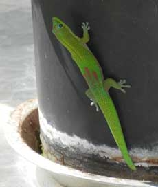 Gecko on plant-1