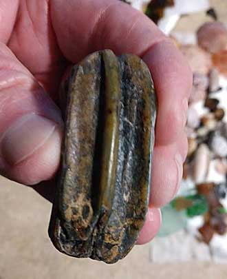 Ancient horse tooth fossil