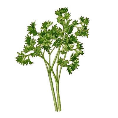Parsley Parsley