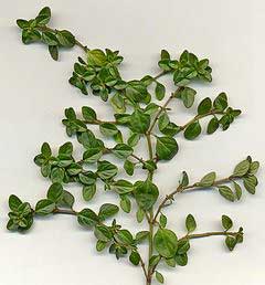 Thyme Thyme